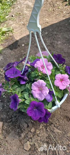 Петуния ампельная кашпо