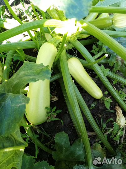 Кабачки, перчик острый
