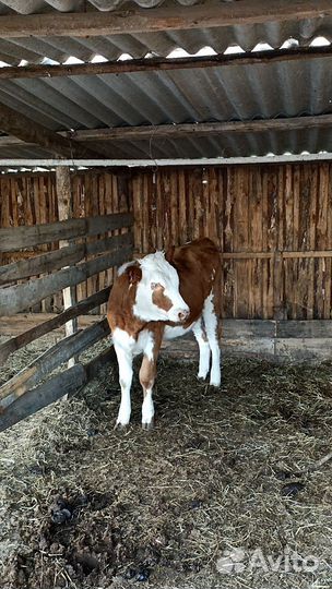 Корова с теленком