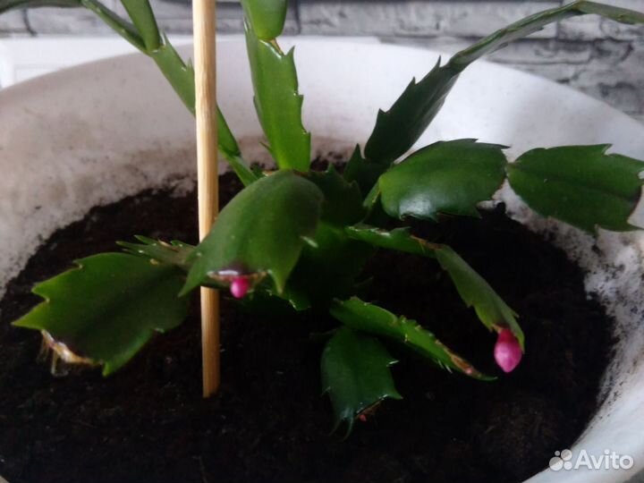 Декабрист.Лазоревый