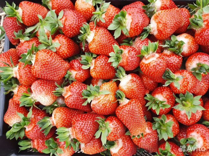 Рассада клубники азия