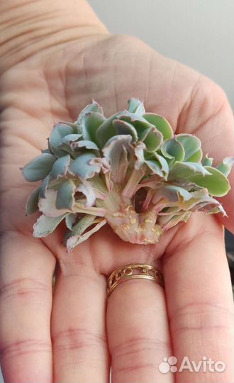 Суккуленты (эхеверии)