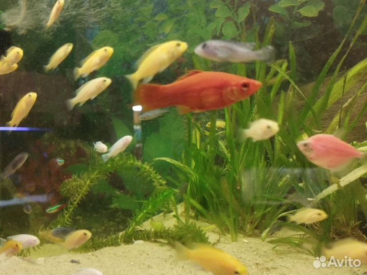 Мальки цихлид Елоу и Голубая зебра