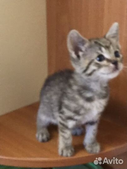 Кошка в дар бесплатно