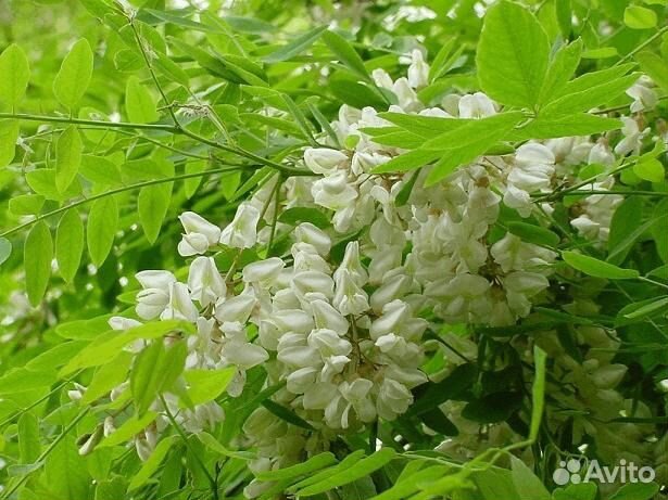 Акация высотой 1,4 м