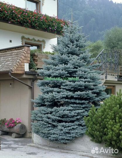 Ель голубая глаука