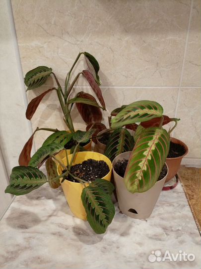 Маранта триколор