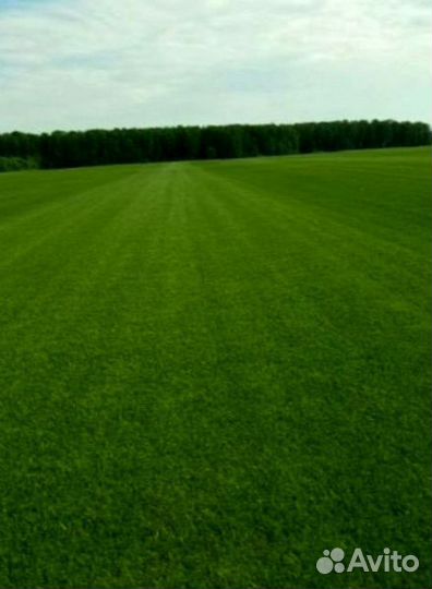 Рулонный газон