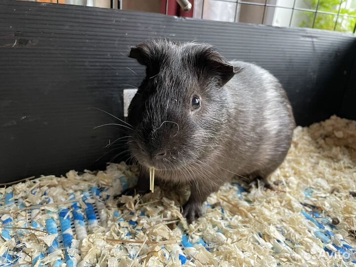 Морские свинки