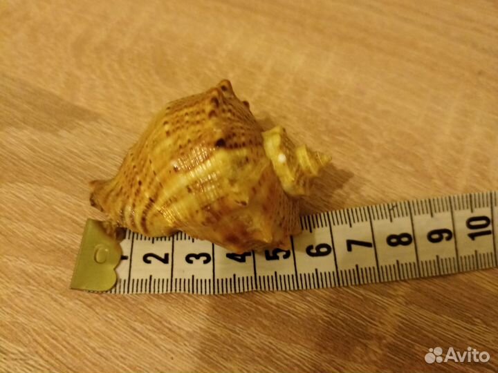 Морская ракушка сувенир