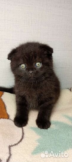 Шотландская