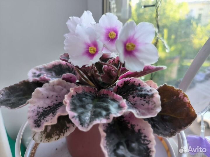 Сортовая фиалка ле Татьяна