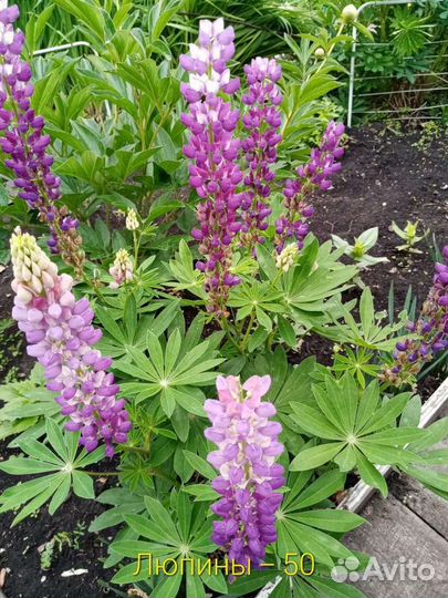 Цветы многолетники