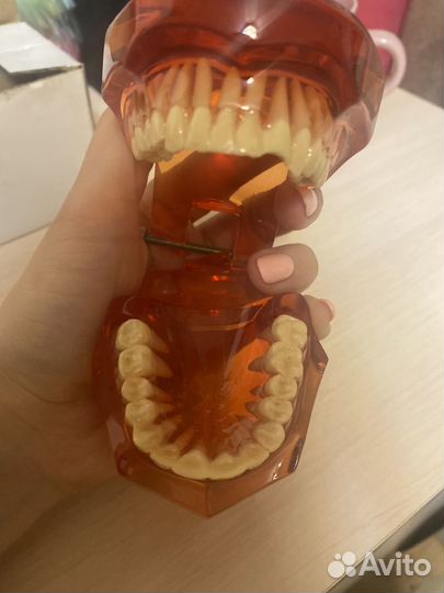 Макет зубов