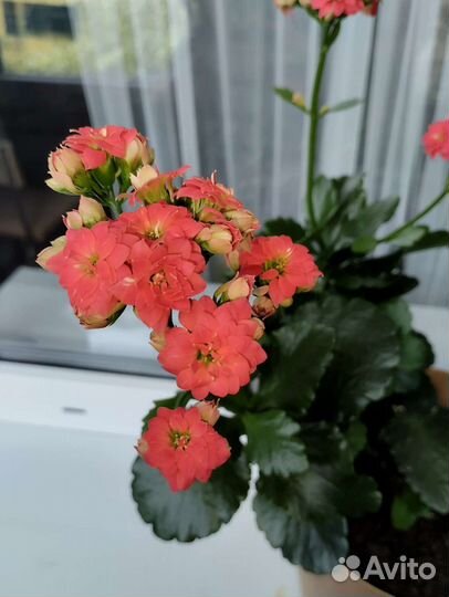 Каланхоэ сукуленты