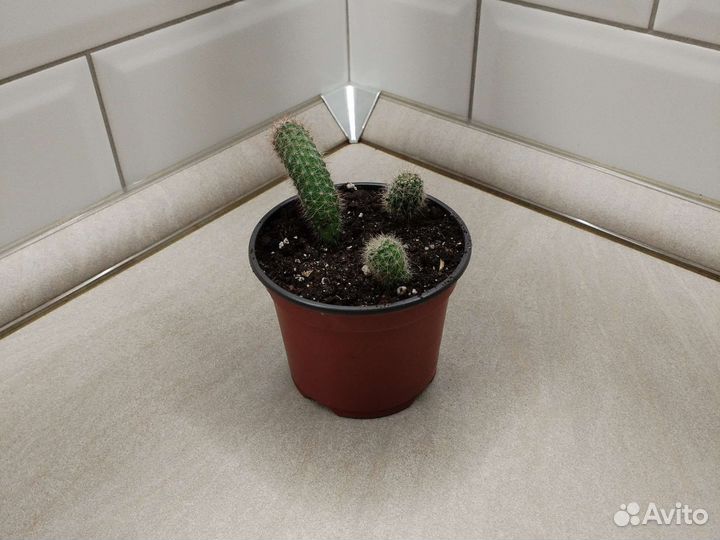 Продам цветы комнатные