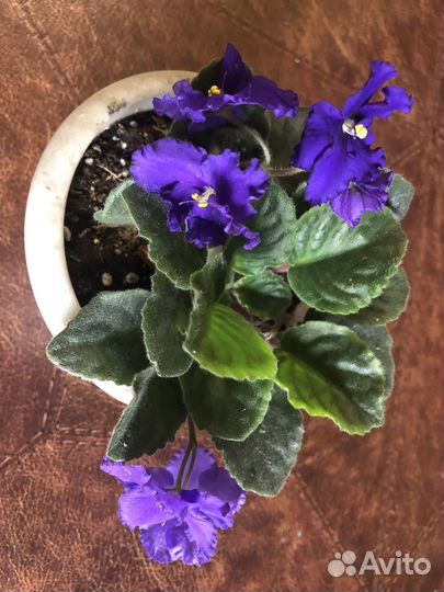 Фиалка цветущая