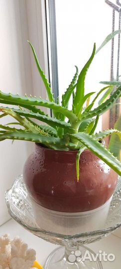 Алоэ лекарственный, 3 года, 2 года, 1 год