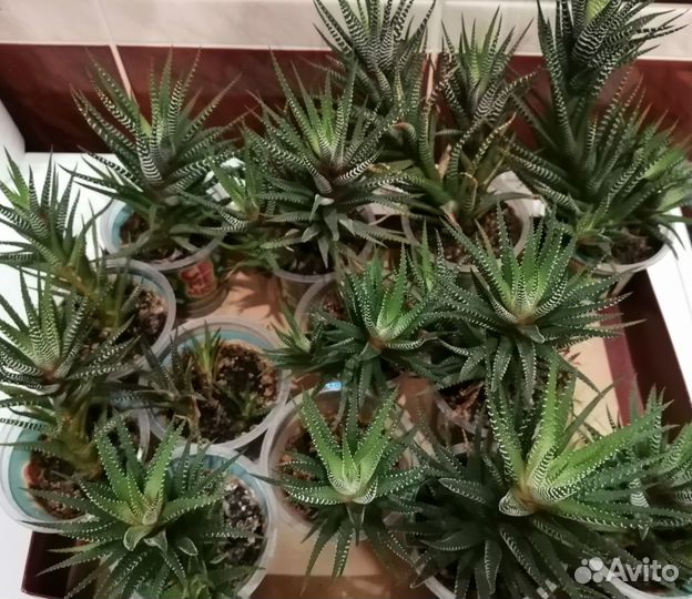 Суккулент Хавортия