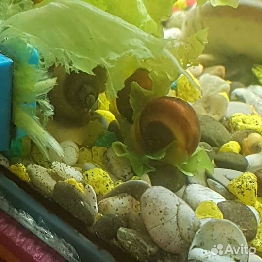 Улитки ампулярия