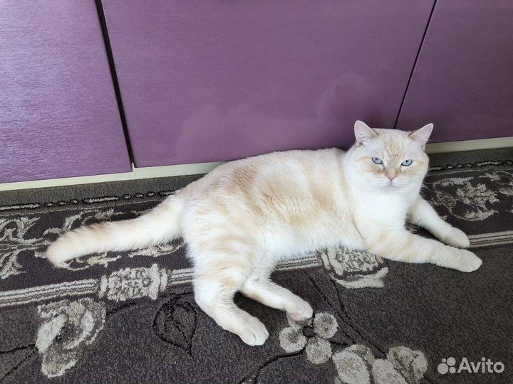Шотландский кот на вязку