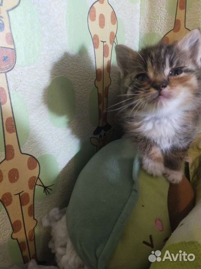 Кошка