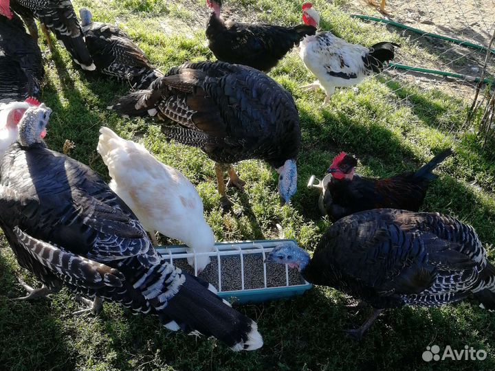 Индюки бронза