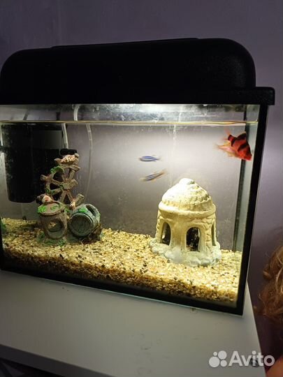 Аквариум с рыбками