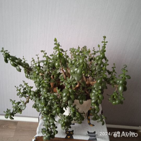 Комнатные растения