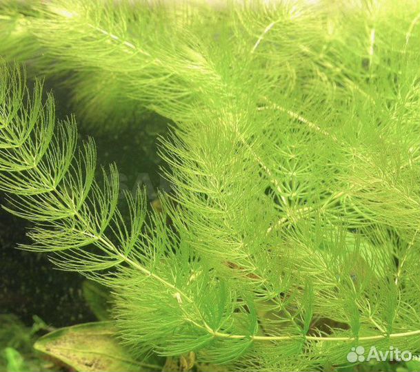 Аквариумные растения