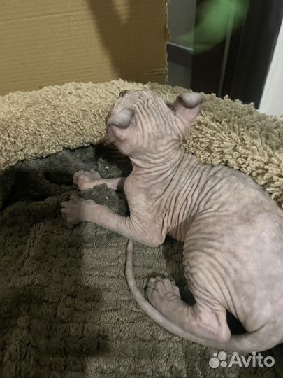 Канадский сфинкс