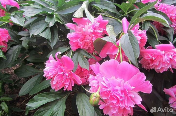 Пионы, саженцы, на осень