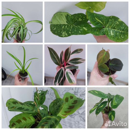 Домашние растения цветы