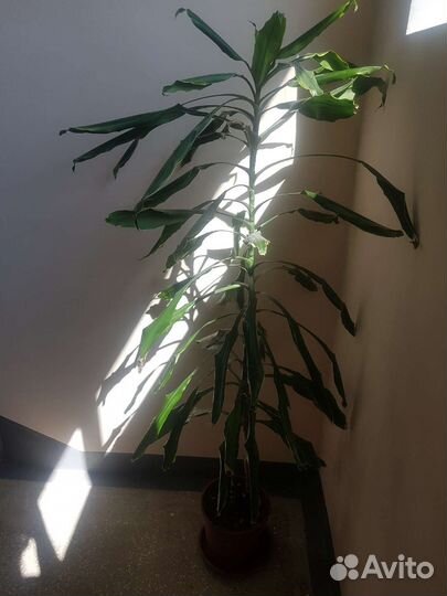 Драцена душистая большая от 1,6 м