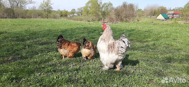 Петушок и 2 курочки брама