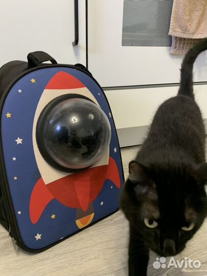 Рюкзак переноска для кота