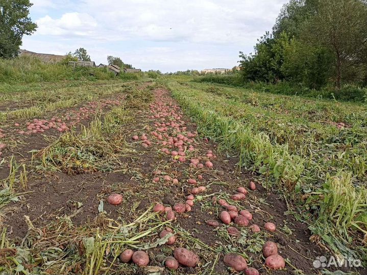 Продам картофель