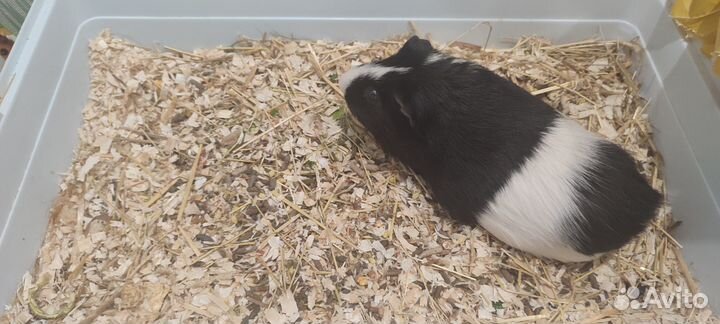 Морская свинка