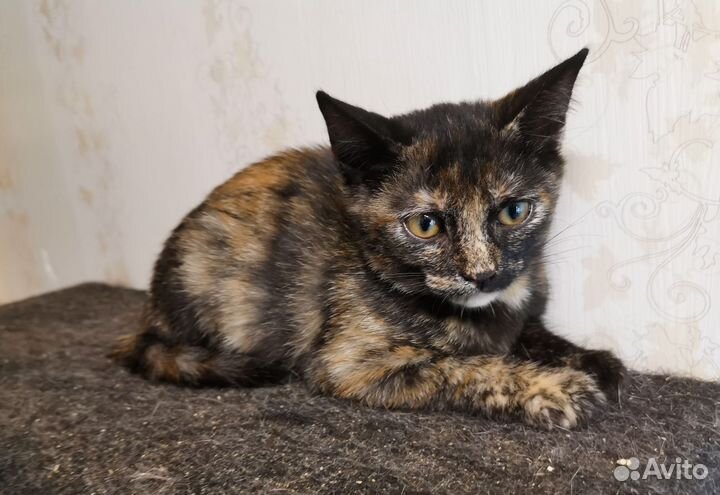 Ласковый котенок от домашней кошки ищет семью