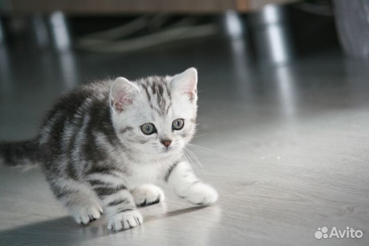 Британские мраморные котята
