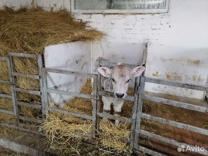 Телята бычки и телочки