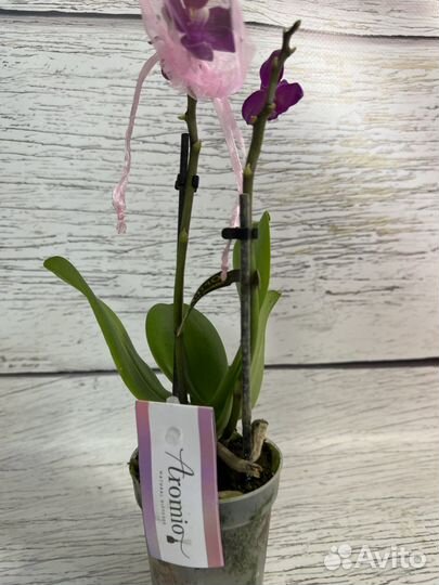Орхидея фаленопсис парфюмерная фабрика