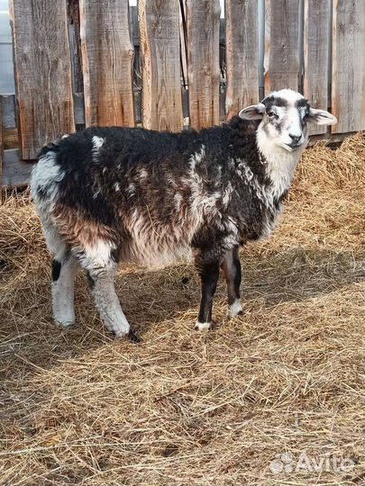 Телка. Баран, овцы