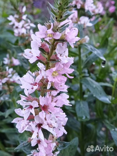 Дербенники