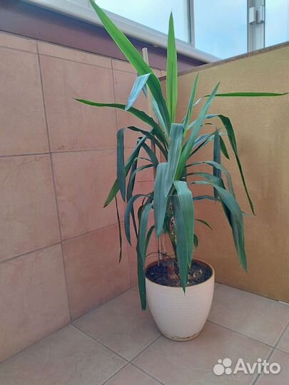 Пальма юкка