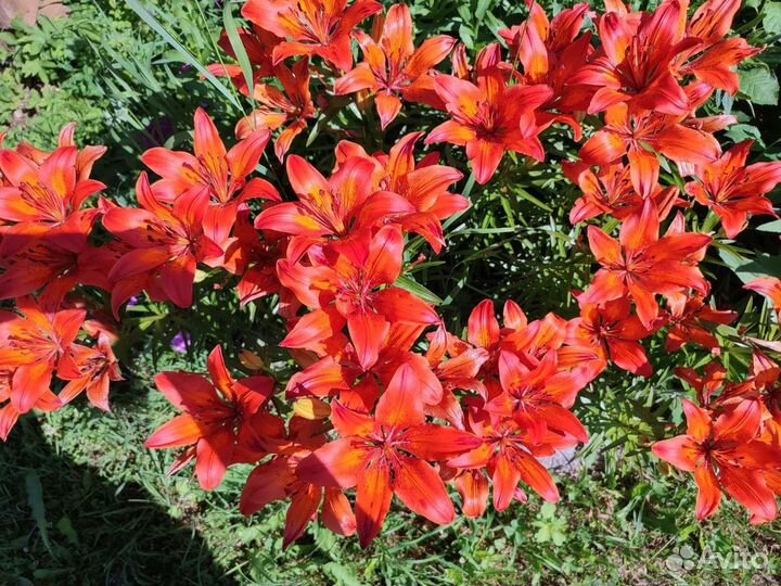 Многолетние цветы для сада