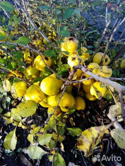 Саженцы Айвы японской