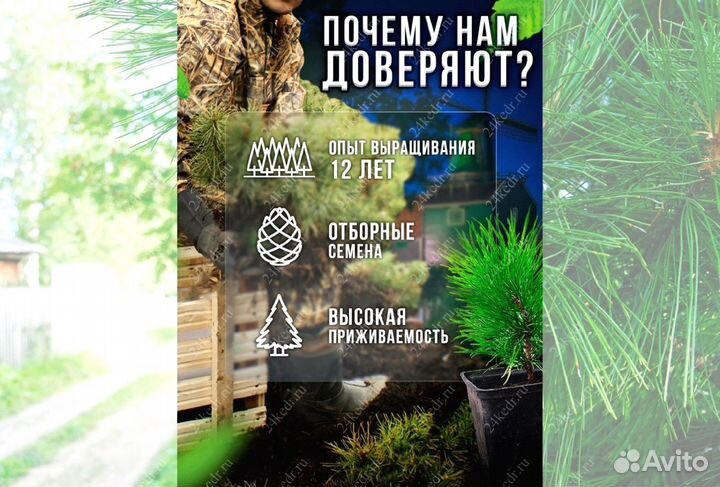 Саженцы кедра от производителя экстра класс