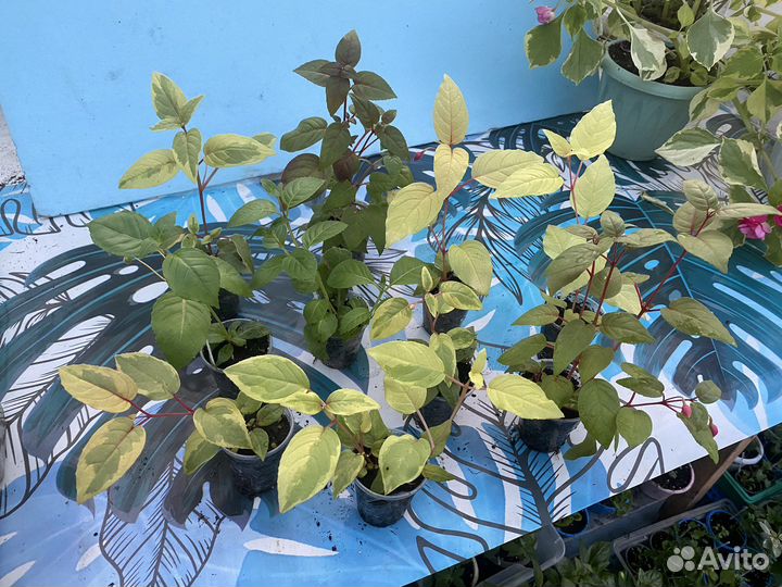 Сортовые фуксии