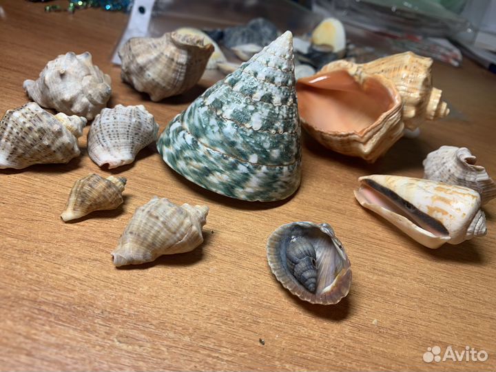Ракушки для аквариума